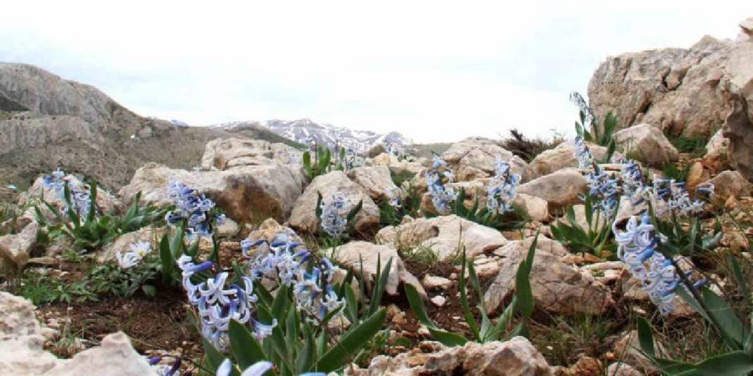 Karlar eridi altından çıkan kaya sümbülü görsel şölen oluşturdu! 2